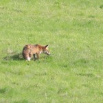 renard